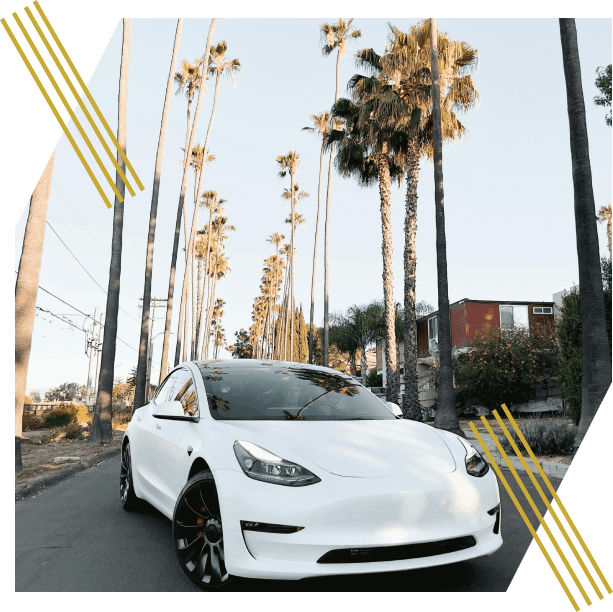 White car on palm tree road
